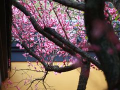 -慧因高丽寺