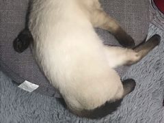 -汪小喵宠物·戴维斯乐芳希施宠馨宝皮毛调理洗护店