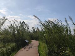 -漩门湾国家湿地公园