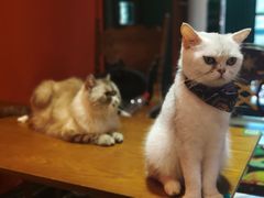 -猫色咖啡·猫咖