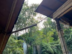 -西双版纳原始森林公园