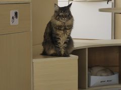 -鼓捣猫呢主题猫咖店