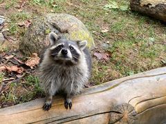 -大连森林动物园