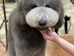 -鑫艺宠物美容培训学校