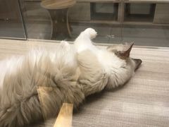 -飞行喵MR PILOT|猫舍·猫咖(静安大融城店)