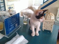 大堂-Sirena海妖日咖夜酒