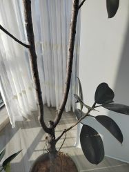 -HEYAN荷妍专业脱毛连锁机构
