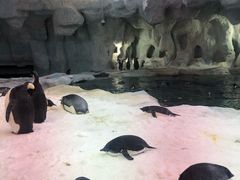 -帝企鹅自助餐厅•儿童岛•真企鹅(长隆企鹅酒店)