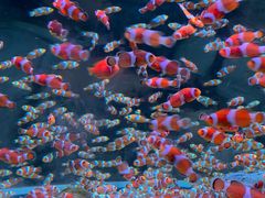 -海合安成都极地海洋公园