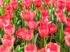 -洛阳郁金香牡丹园