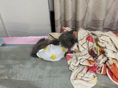 -联合动物医院(光谷诊疗中心)