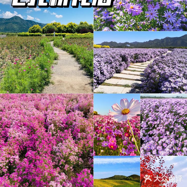 北京花海🌺金秋十月赏花攻略㊙️