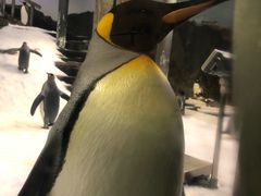-悉尼海洋生物水族馆