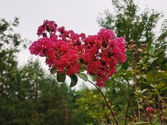 -城隍庙生煎(芙蓉街店)