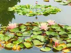 -莲花池公园