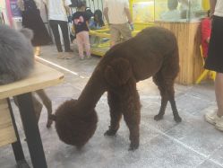 -神奇动物撸宠馆·羊驼·小浣熊·异宠(豫园店)