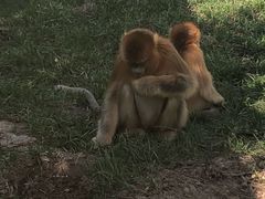 -西安秦岭野生动物园