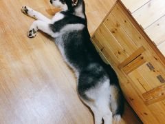 -Husky Go! 哈士奇体验馆·宠物咖啡厅狗咖
