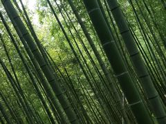 -宁波浙东大竹海景区