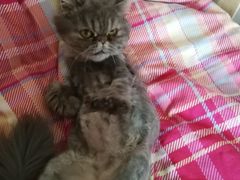 -达爱动物医院·犬猫分区·CT·复杂眼科(远洋山水分院)