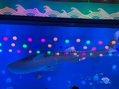 -烟台海昌鲸鲨海洋公园