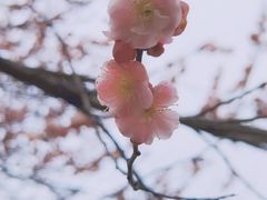 -无锡梅园公园