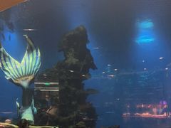 -海棠湾洲际-涛·海底餐厅·美人鱼·自助餐·海底隧道