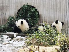-卧龙中华大熊猫苑神树坪基地
