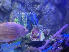 -太平洋海底世界