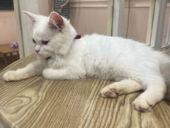 -楼上猫咖(罗湖店)