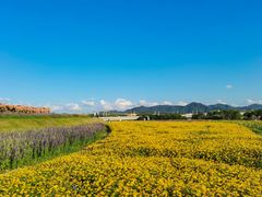 -光明小镇欢乐田园