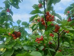 -蜜蜂园花园餐厅