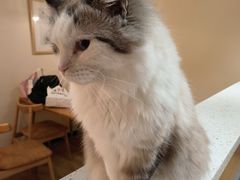 -滚猫咖啡·猫咖·猫友好撸猫(未来城店)