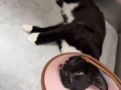 -瑞派康怡24h宠物医院·犬猫医疗中心·微创绝育(瑞景分院)