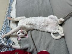 -纳吉亚猫专科动物医院·北北分院