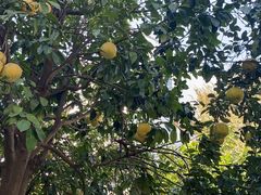 -苏州香山国际大酒店