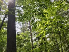 -五营红松林海景区