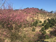 -新建村梅花