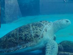 -珠海长隆海洋王国