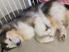 -汪说·狗咖(旺城大厦店)