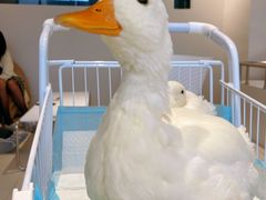 -怪兽屋·羊驼·猫咖·狗咖(俊华广场店)