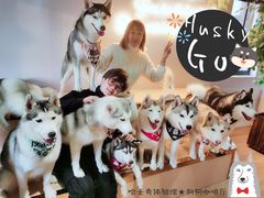 -Husky Go! 哈士奇体验馆·宠物咖啡厅狗咖