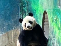 -中国大熊猫保护研究中心雅安碧峰峡基地