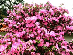 -深圳仙湖植物园