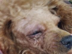 -顺强宠物诊所·狂犬免疫·夜诊·骨科(嘉定店)