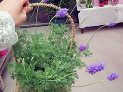 -龙大花卉苗木市场