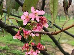 -天适樱花悠乐园