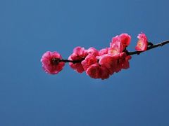 -望江楼公园