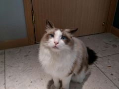 -飞行喵MR PILOT|猫舍·猫咖(静安大融城店)