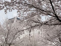 -武汉大学-樱园